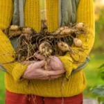 Woman holding freshly lifted dahlia tubers