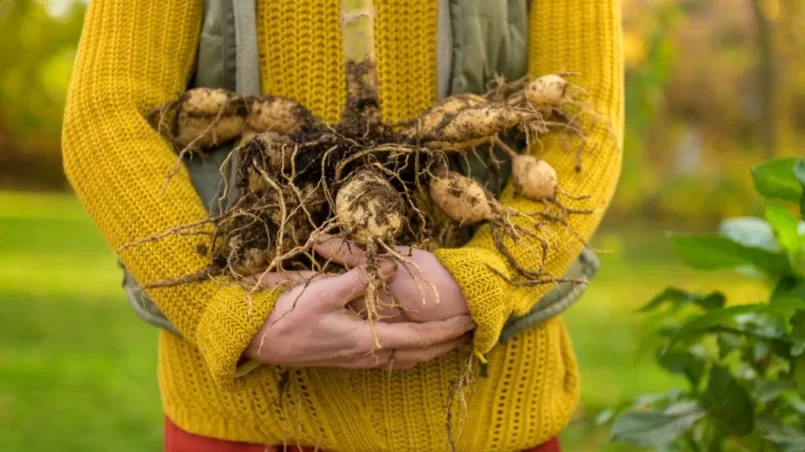 Woman holding freshly lifted dahlia tubers