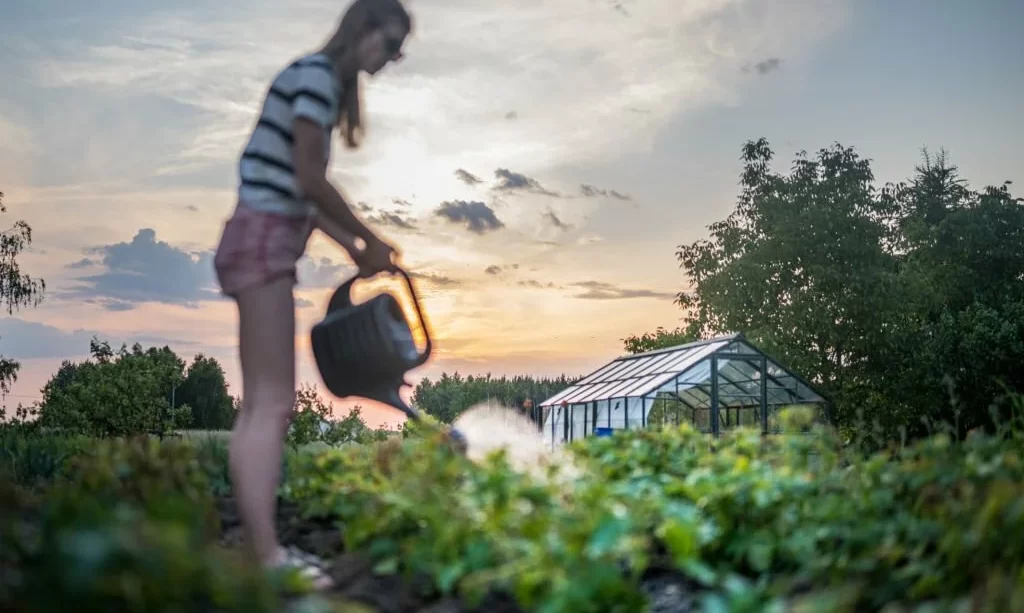 Women watering the garden at sunset