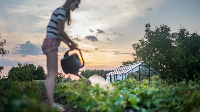 Women watering the garden at sunset