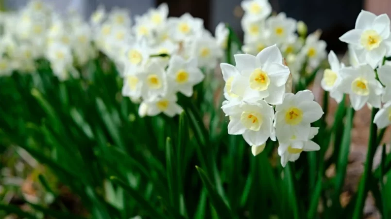 Yellowish white daffodils with yellow center