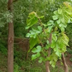 Young Mulberry tree started in vegetation in spring