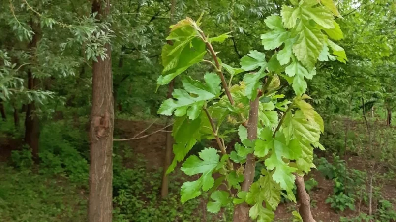 Young Mulberry tree started in vegetation in spring