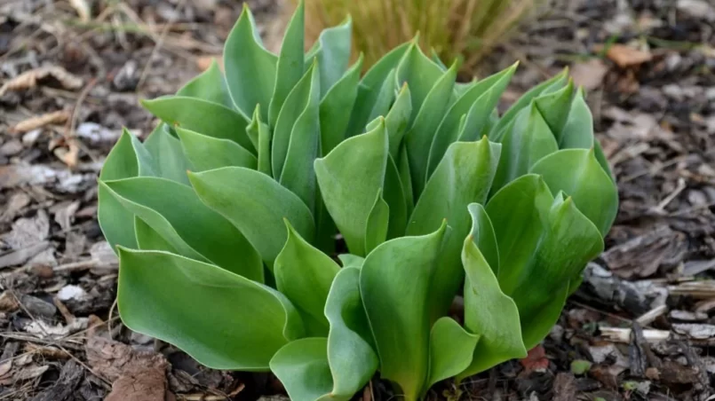 Young bunch Hosta tardiana Halcyon in flower bed