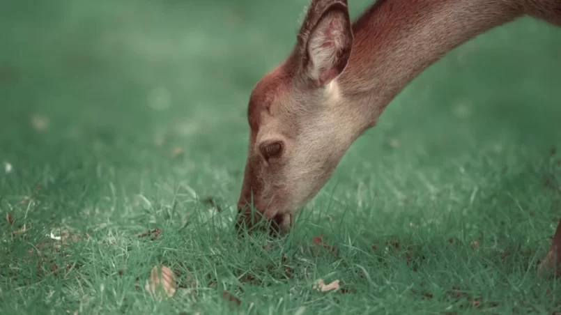 Young deer eating grass