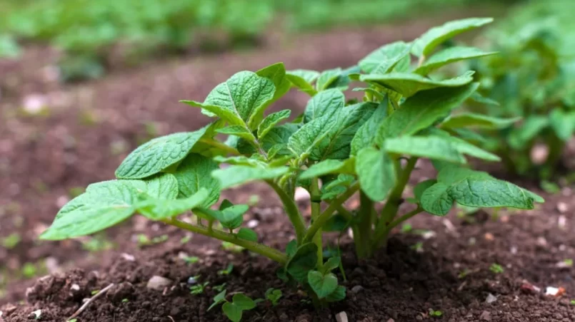 Young potato plant growing in a row