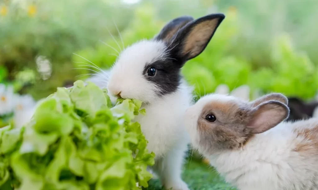 Young rabbits eating lettuce