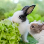 Young rabbits eating lettuce