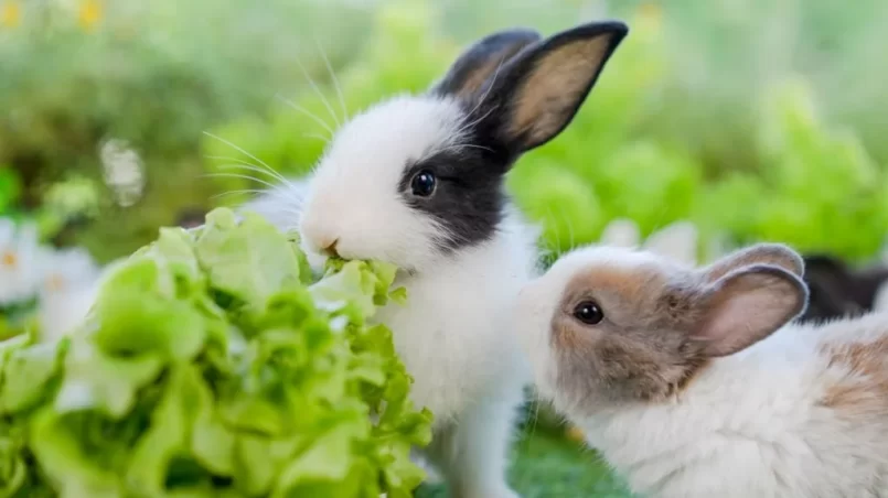 Young rabbits eating lettuce