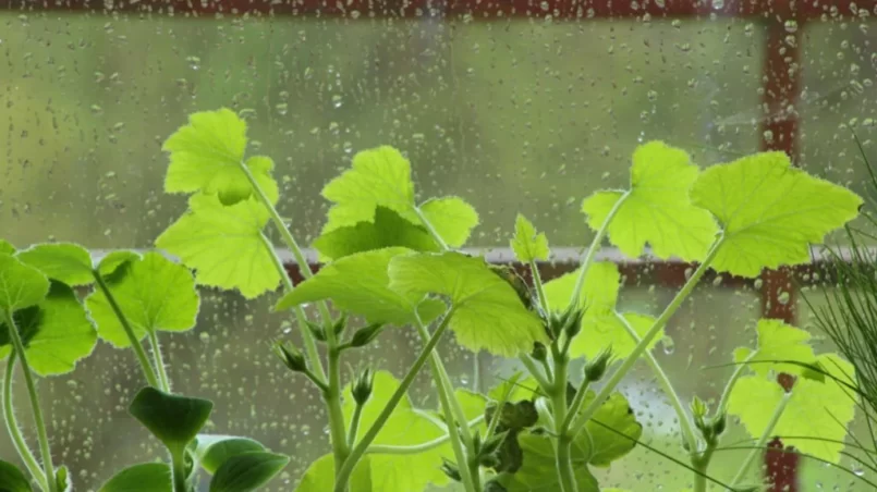 Young vegetable zucchini seedlings leaves in containers on windowsill