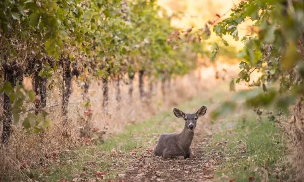 Young white-tailed deer in vineyard