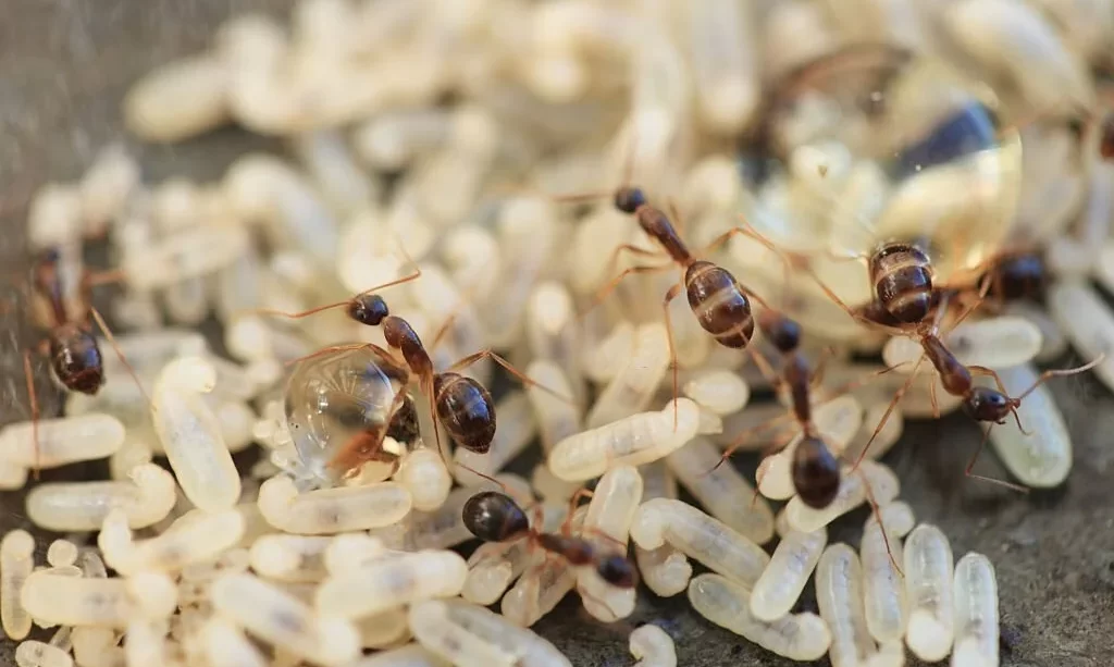 ant nest with eggs