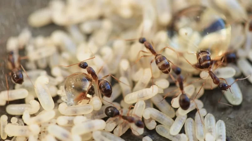 ant nest with eggs