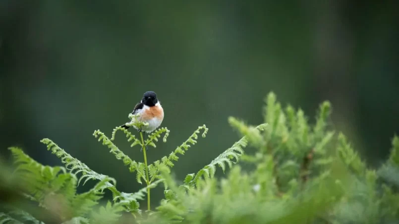 bird sitting on a fern