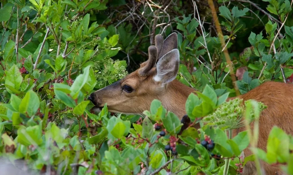 black-tailed deer with small antlers browses on salal berries