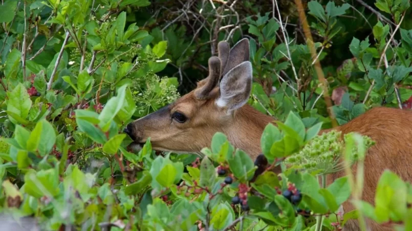 black-tailed deer with small antlers browses on salal berries