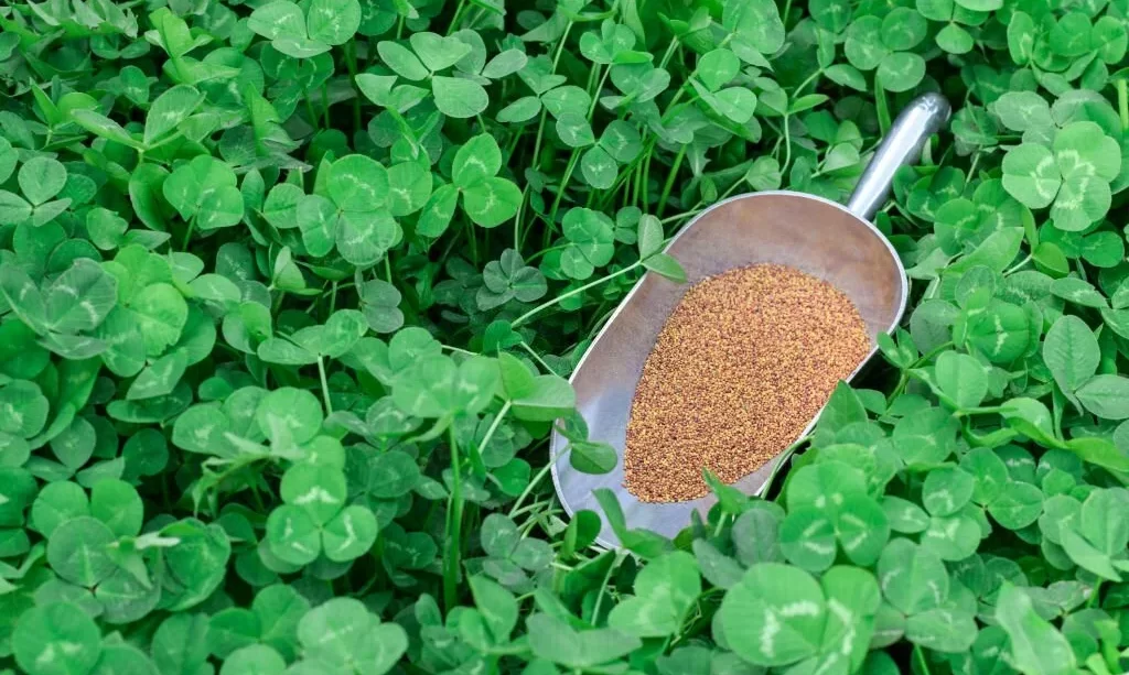 clover lawn with seeds