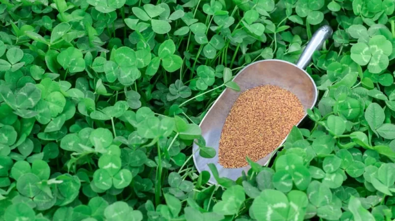 clover lawn with seeds