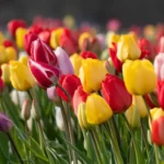 colorful tulip flowers in a field