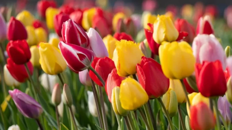 colorful tulip flowers in a field