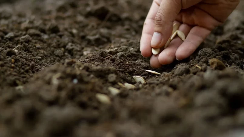 farmer sowing a pumpkin seed on black soil