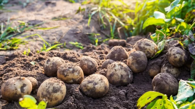 fresh organic potatoes in the field