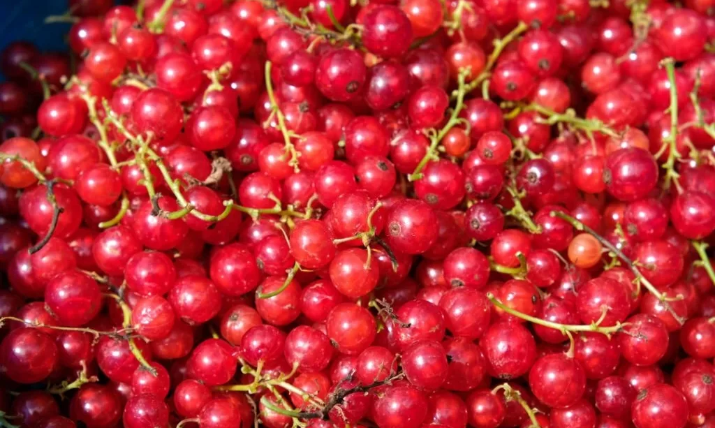 freshly harvested red currants