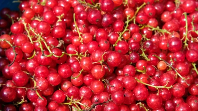 freshly harvested red currants