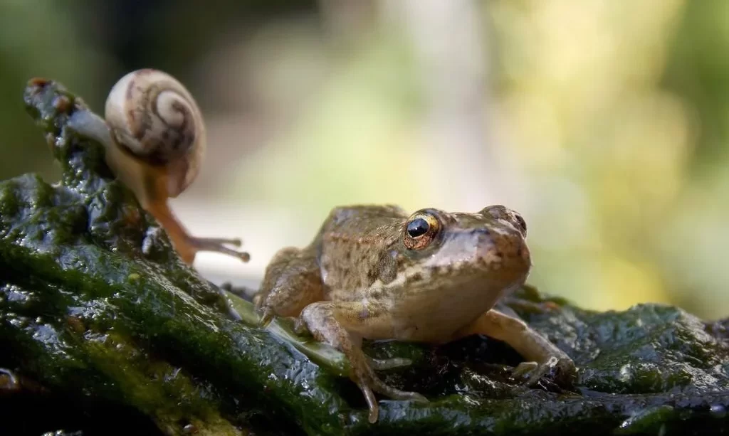 Frog on a stone with a snail