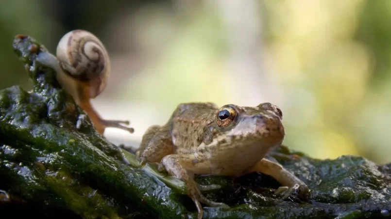 Frog on a stone with a snail