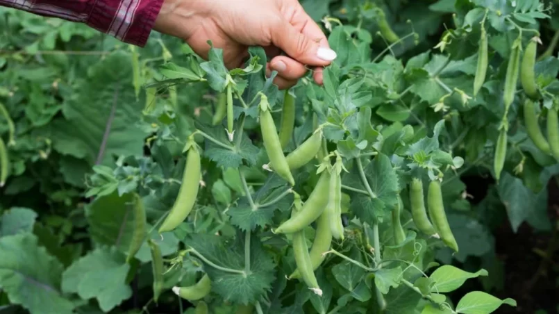 harvesting sugar snap pea pods