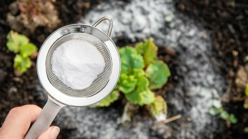 Hand holding sieve with baking soda