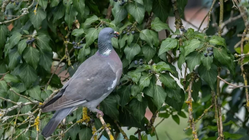 Common woodpigeon (Columba palumbus) eating ivy berries