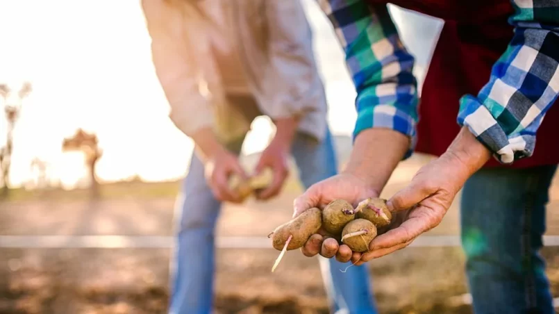 planting potatoes into ground