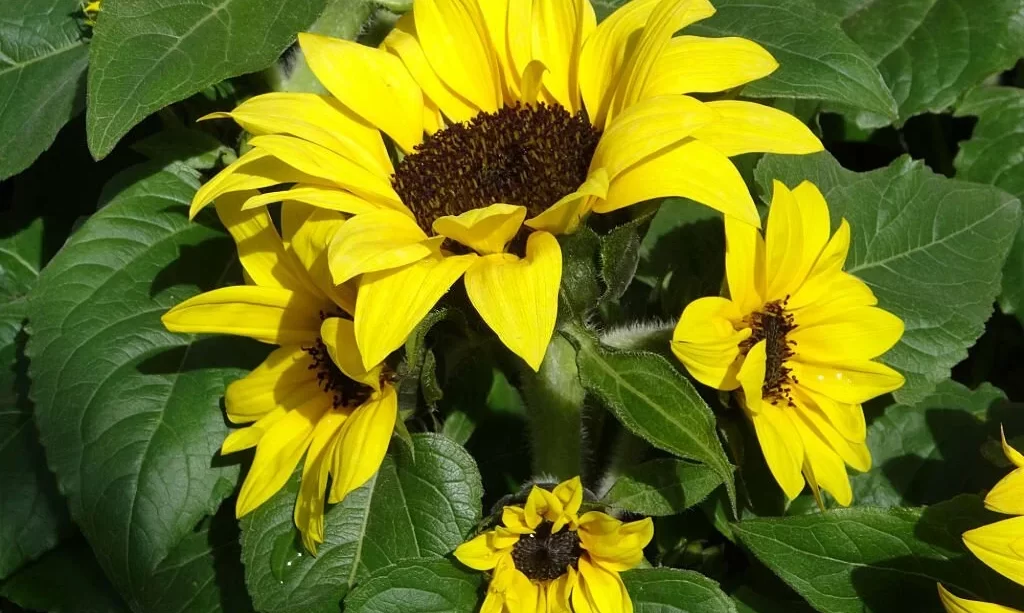 pot planted sunflowers (Helianthus annuus)