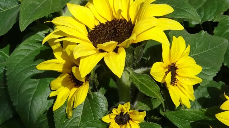 pot planted sunflowers (Helianthus annuus)