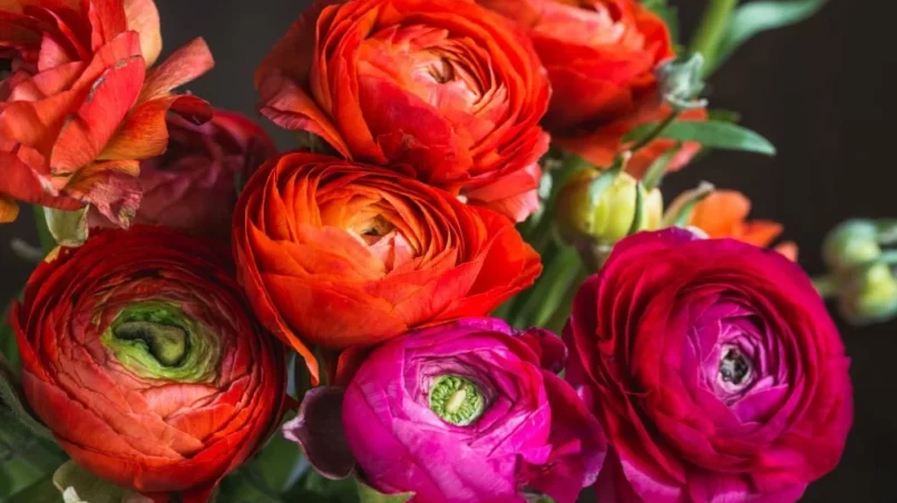 ranunculus flowers