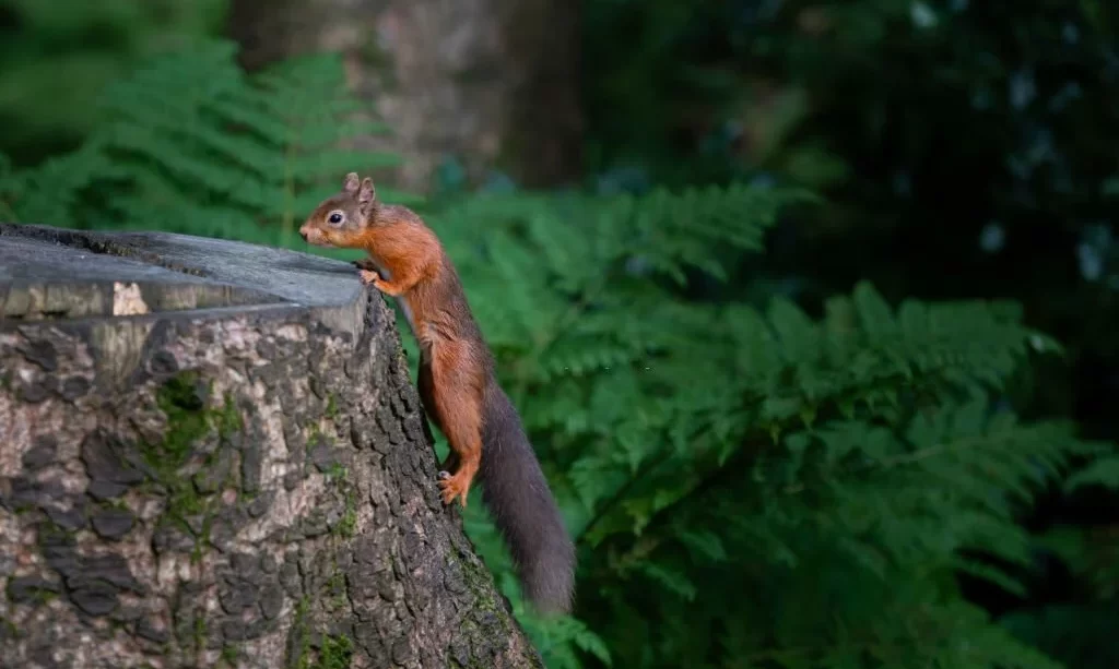 red squirrel climbing on a tree stump