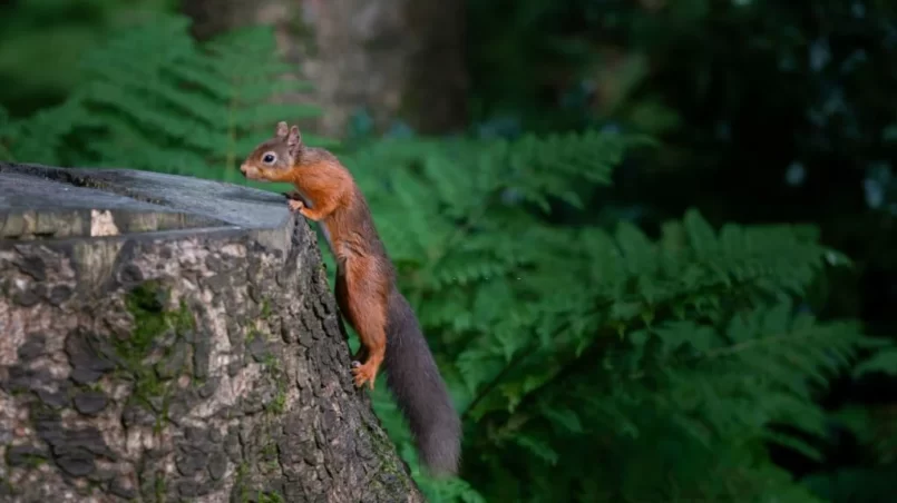 red squirrel climbing on a tree stump