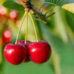 ripe sweet cherries