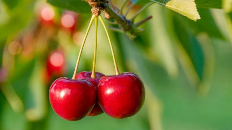 ripe sweet cherries