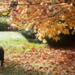 Dog runs through autumn foliage