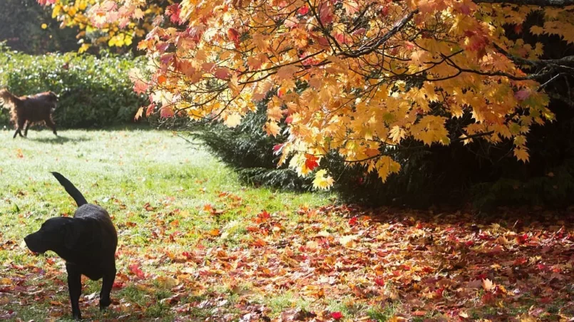 Dog runs through autumn foliage