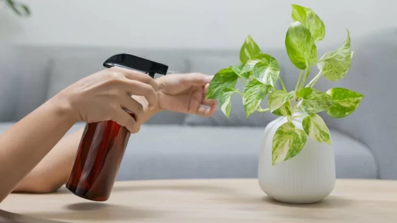 spraying Liquid fertilizer the foliar feeding on the golden pothos