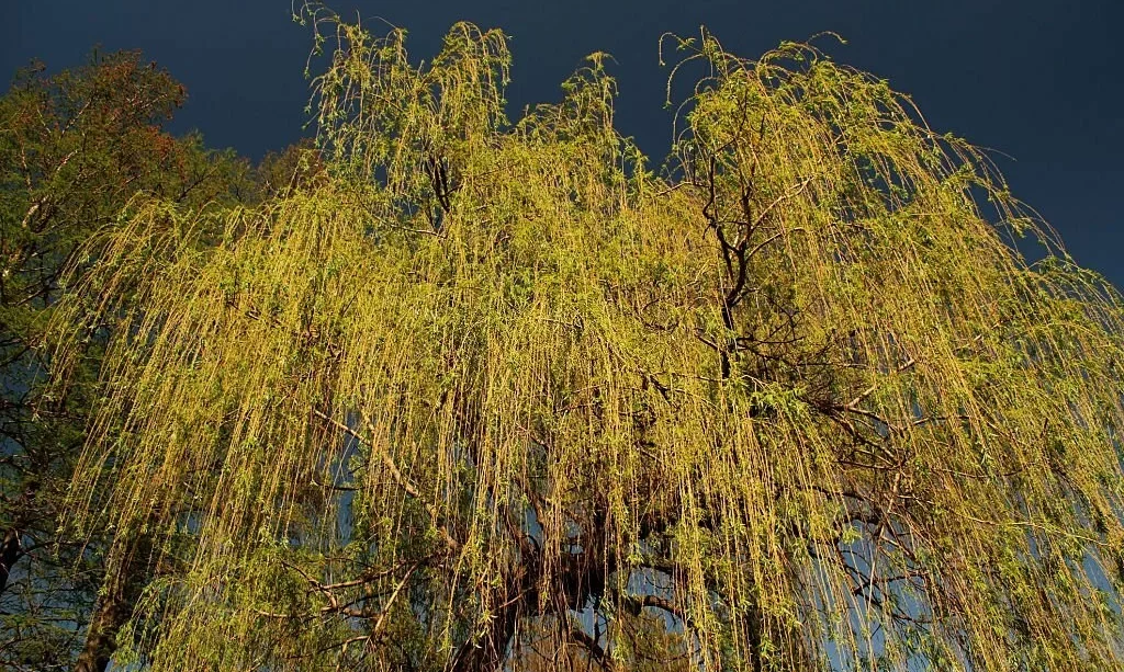 How to Preserve Willow Branches? – The Garden Bug Detroit