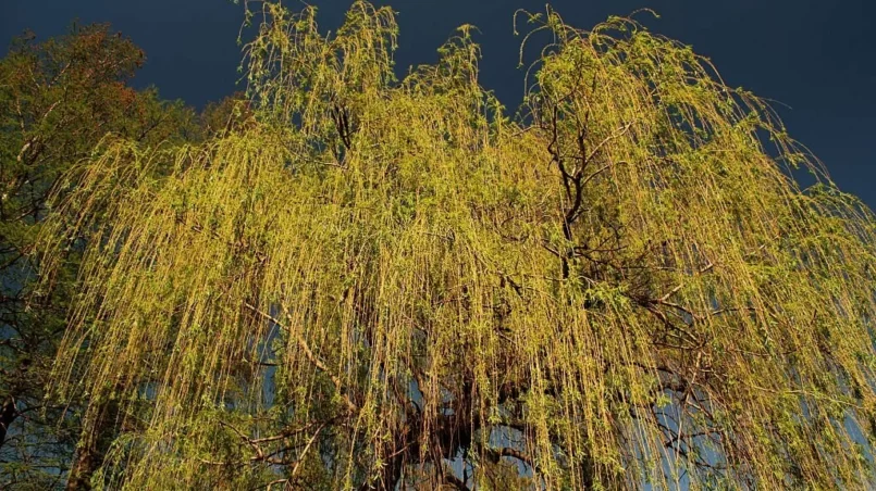 weeping willow tree