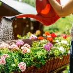 woman using can for watering beautiful flowers in garden
