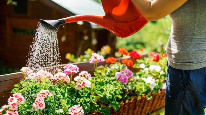 woman using can for watering beautiful flowers in garden