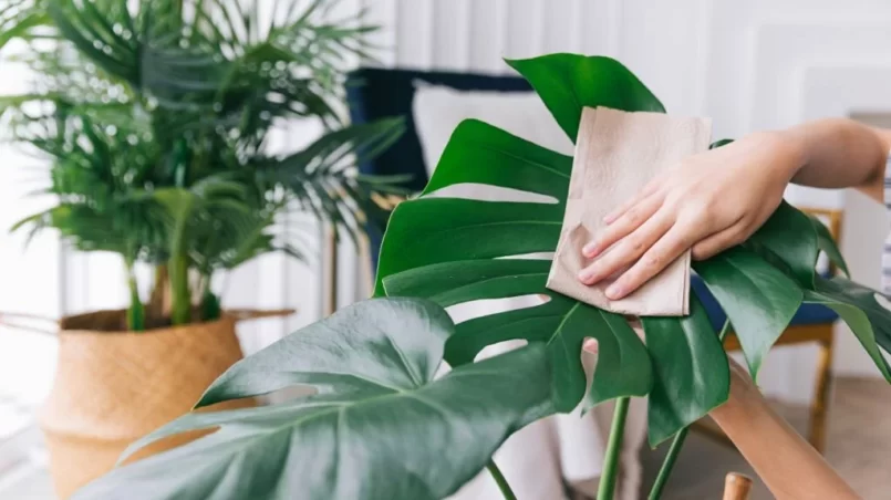 women's hands rub and wipe the dust off the leaves of the houseplant Monstera Deliciosa