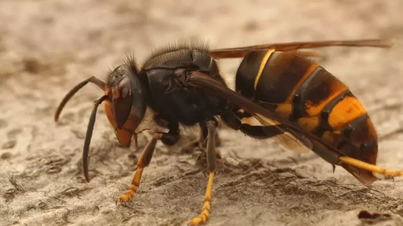 Asian long legged predatory hornet